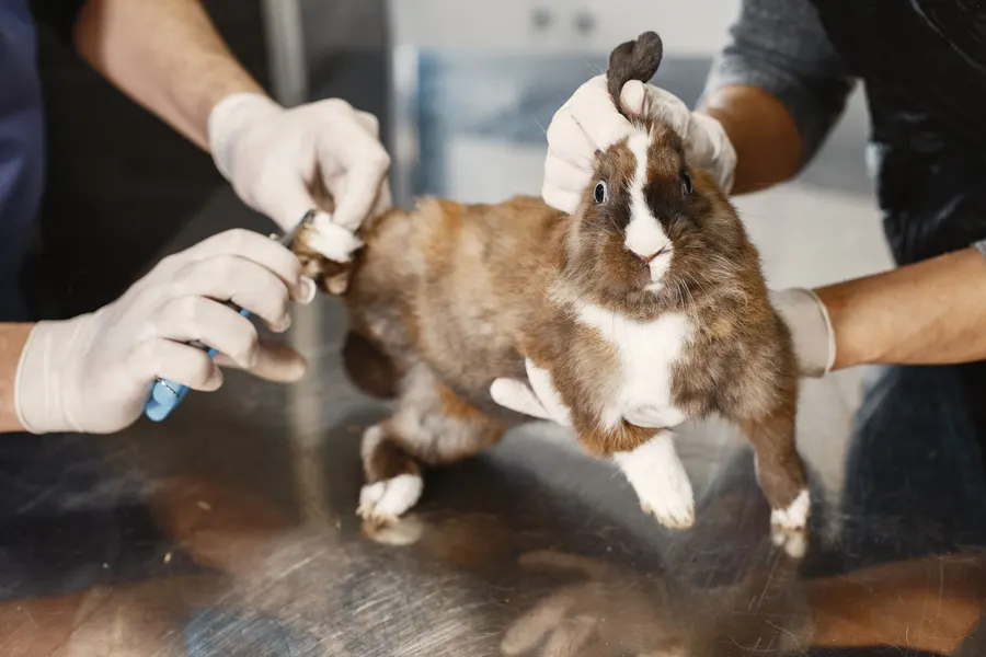 Coelho em consulta na clínica veterinária