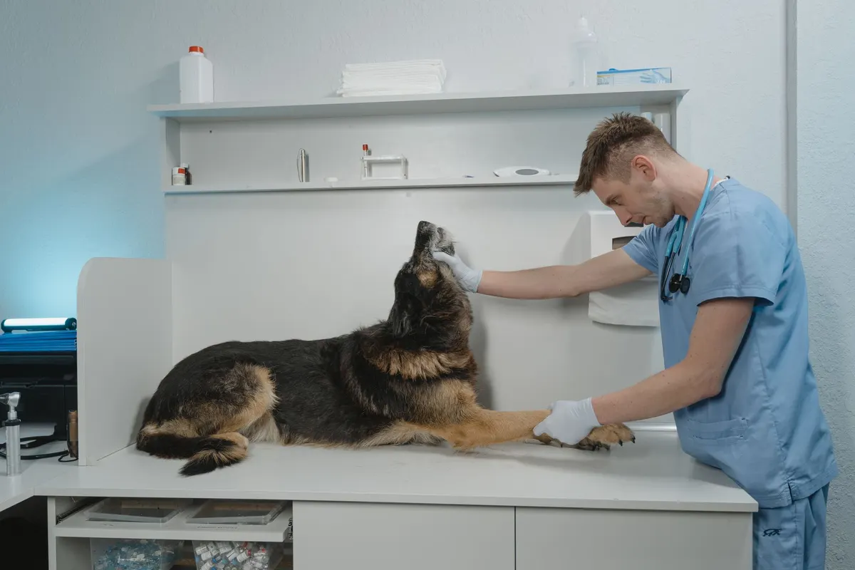 Veterinário observa um cão na sala de consultas