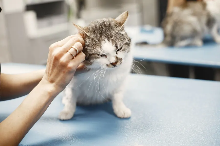 Gatinho a ser observado pelas mãos do veterinário