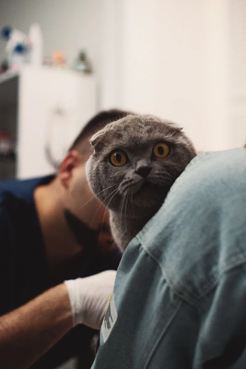 Gato ao colo do veterinário, a espreitar por cima do ombro