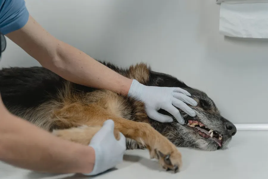 Cão pastor-alemão ao colo do veterinário